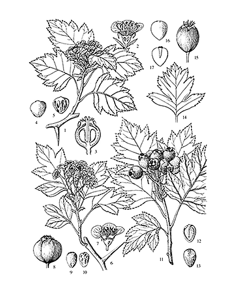 Natural compounds from  Crataegus pinnatifida